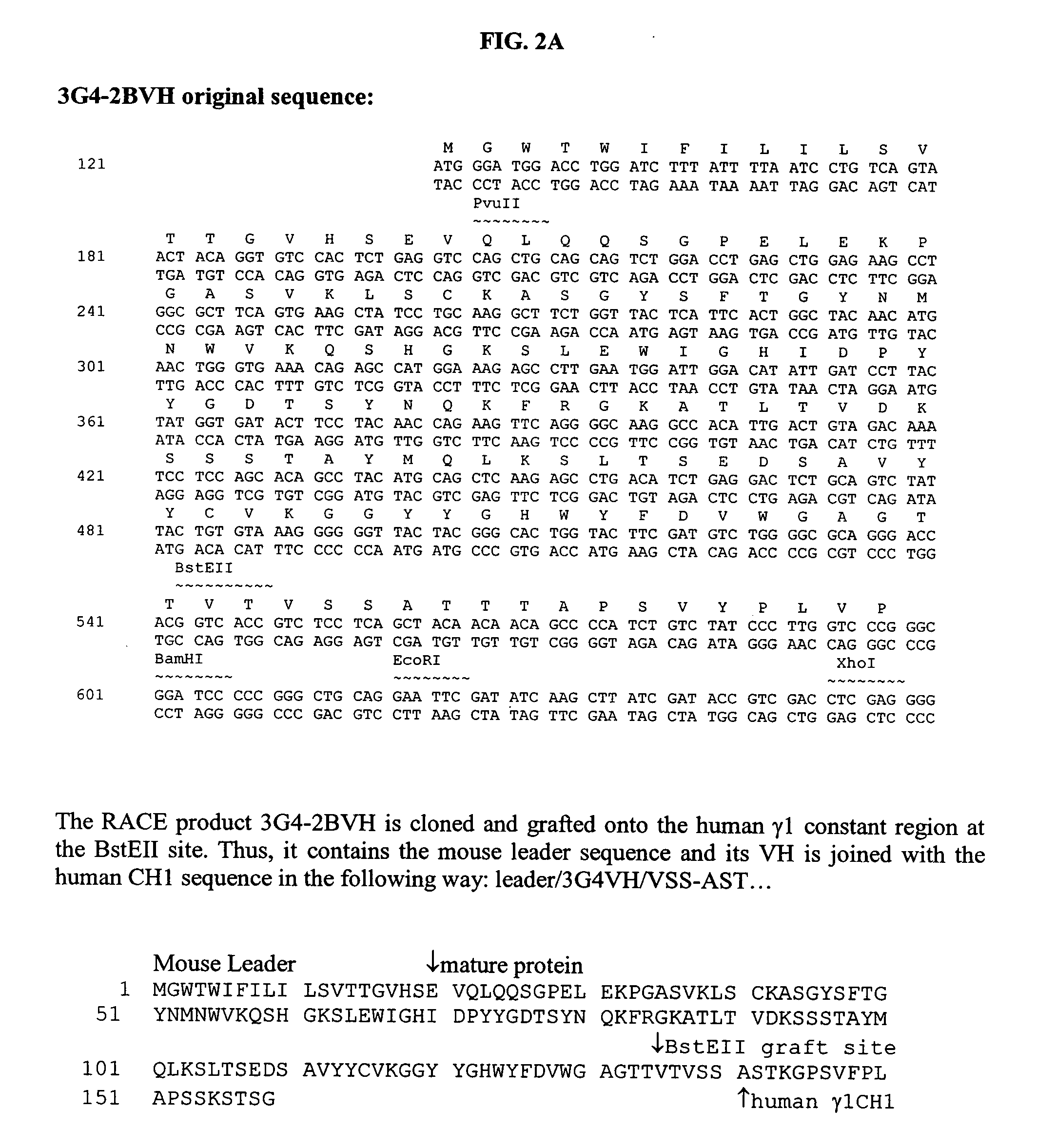 Constructs binding to phosphatidylserine and their use in disease treatment