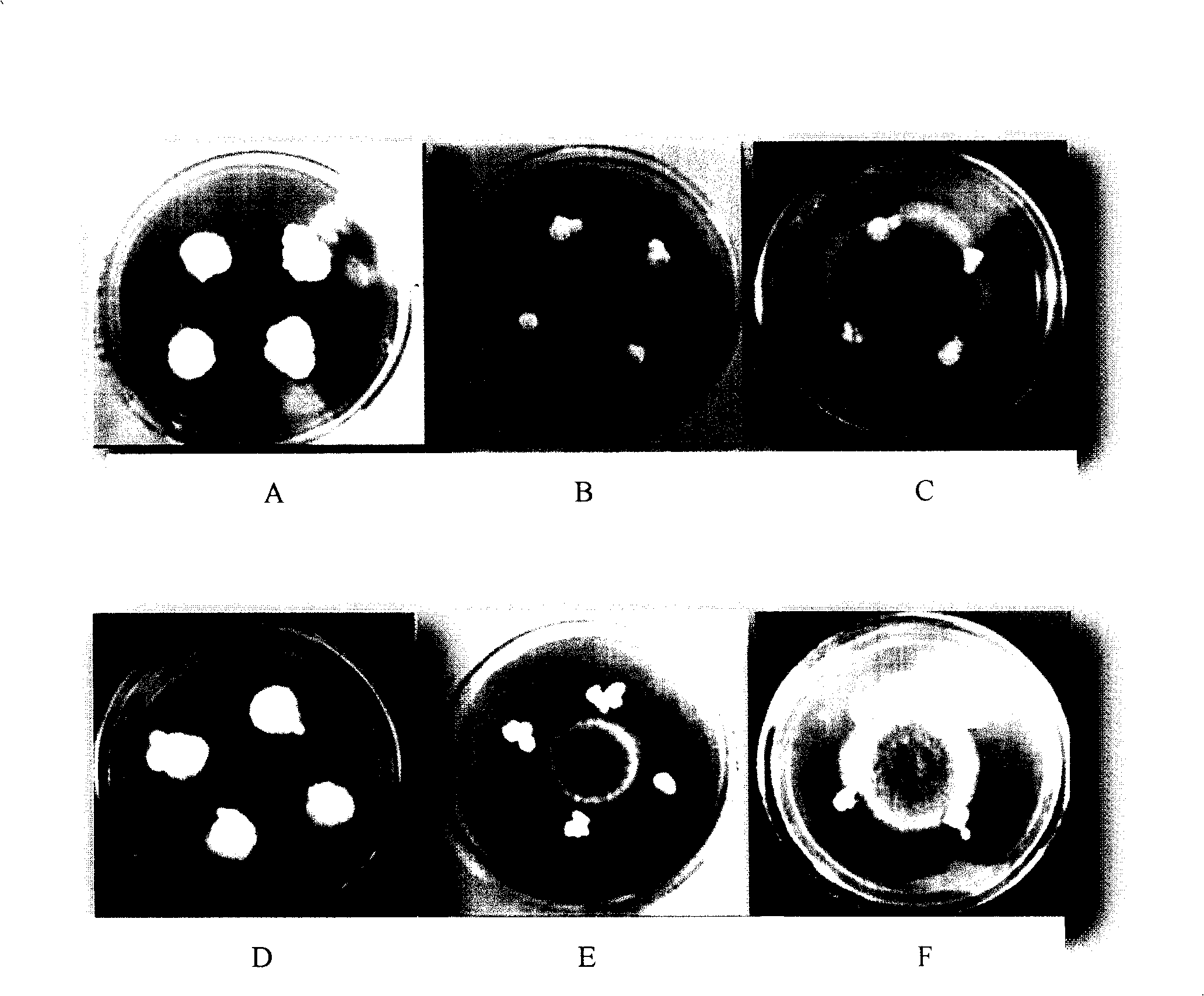 Method for human relay working of endogenetic epiphyte in natural rice straw into grassplot grass