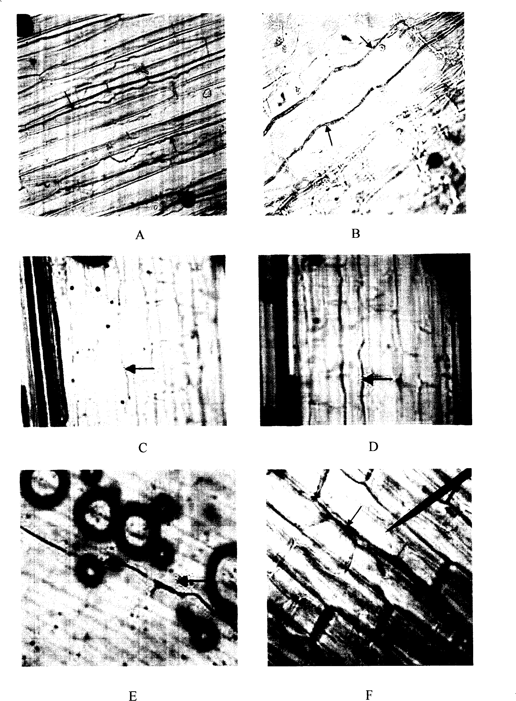 Method for human relay working of endogenetic epiphyte in natural rice straw into grassplot grass