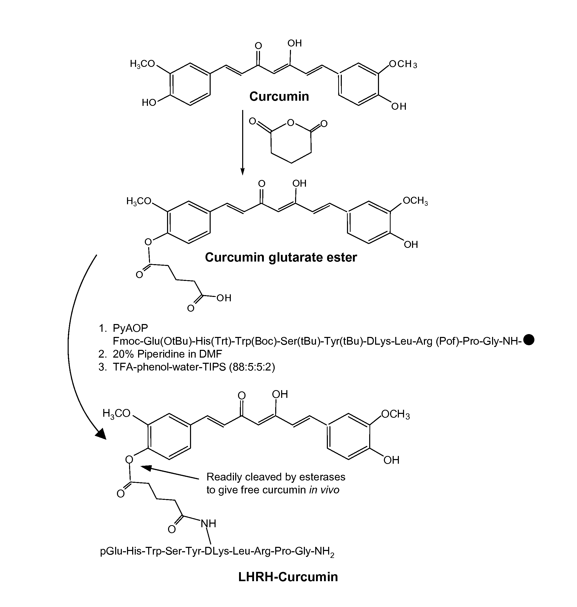 Curcumin Conjugates for Treating and Preventing Cancers