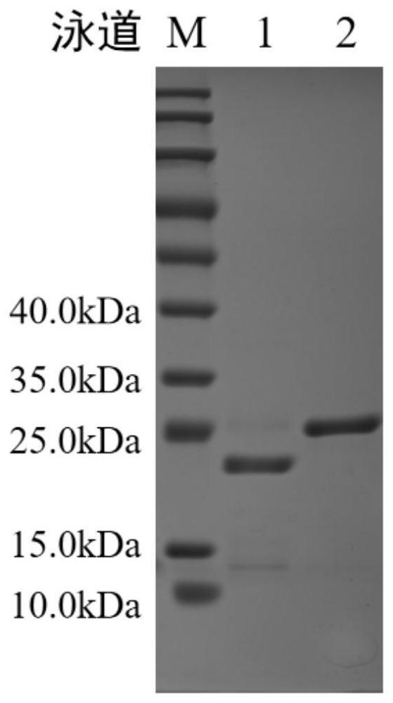 A compound microecological preparation and its application in improving intestinal short-chain fatty acids