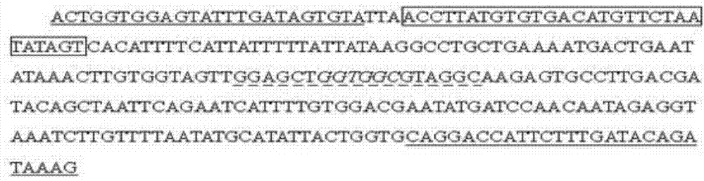 Kit for detecting hotspot mutation of KRAS gene and detection method thereof