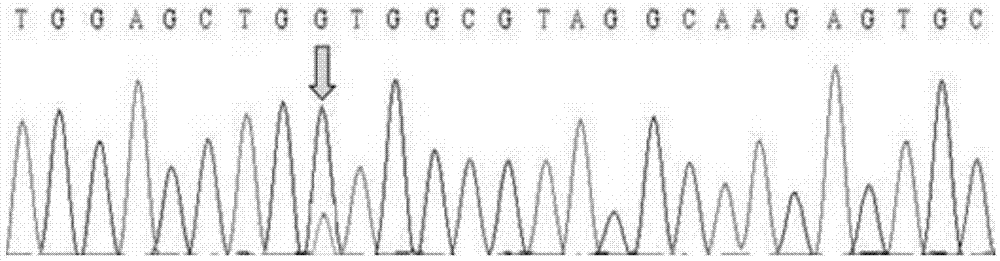 Kit for detecting hotspot mutation of KRAS gene and detection method thereof