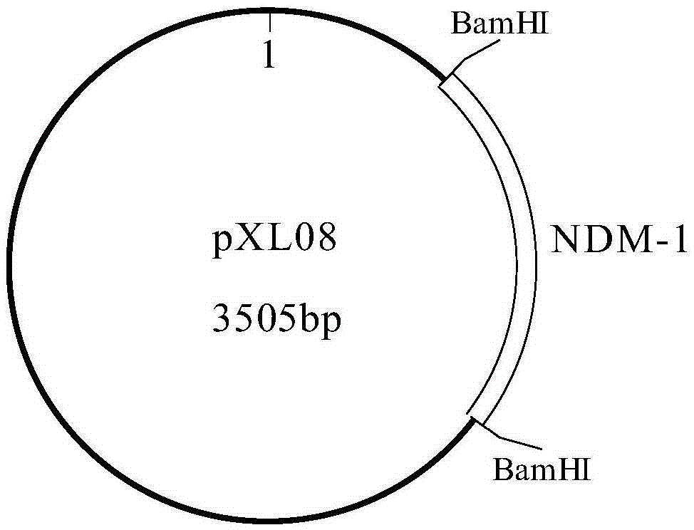 Polynucleotide, method and kit for detection of bacterial drug-resistant gene NDM-1