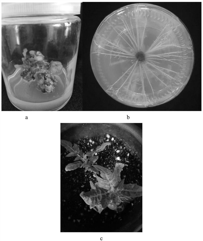 A gene, protein, carrier, recombinant genetically engineered bacterium and application thereof for accelerating fruit ripening