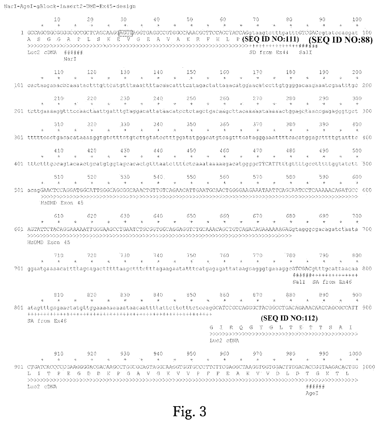 Method for inducing exon skipping by genome editing