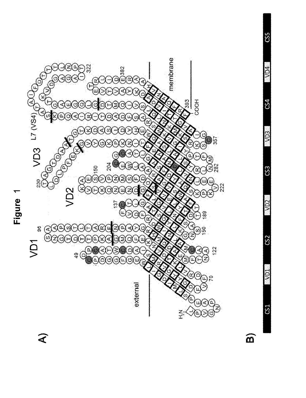 Vaccines against Chlamydia sp.