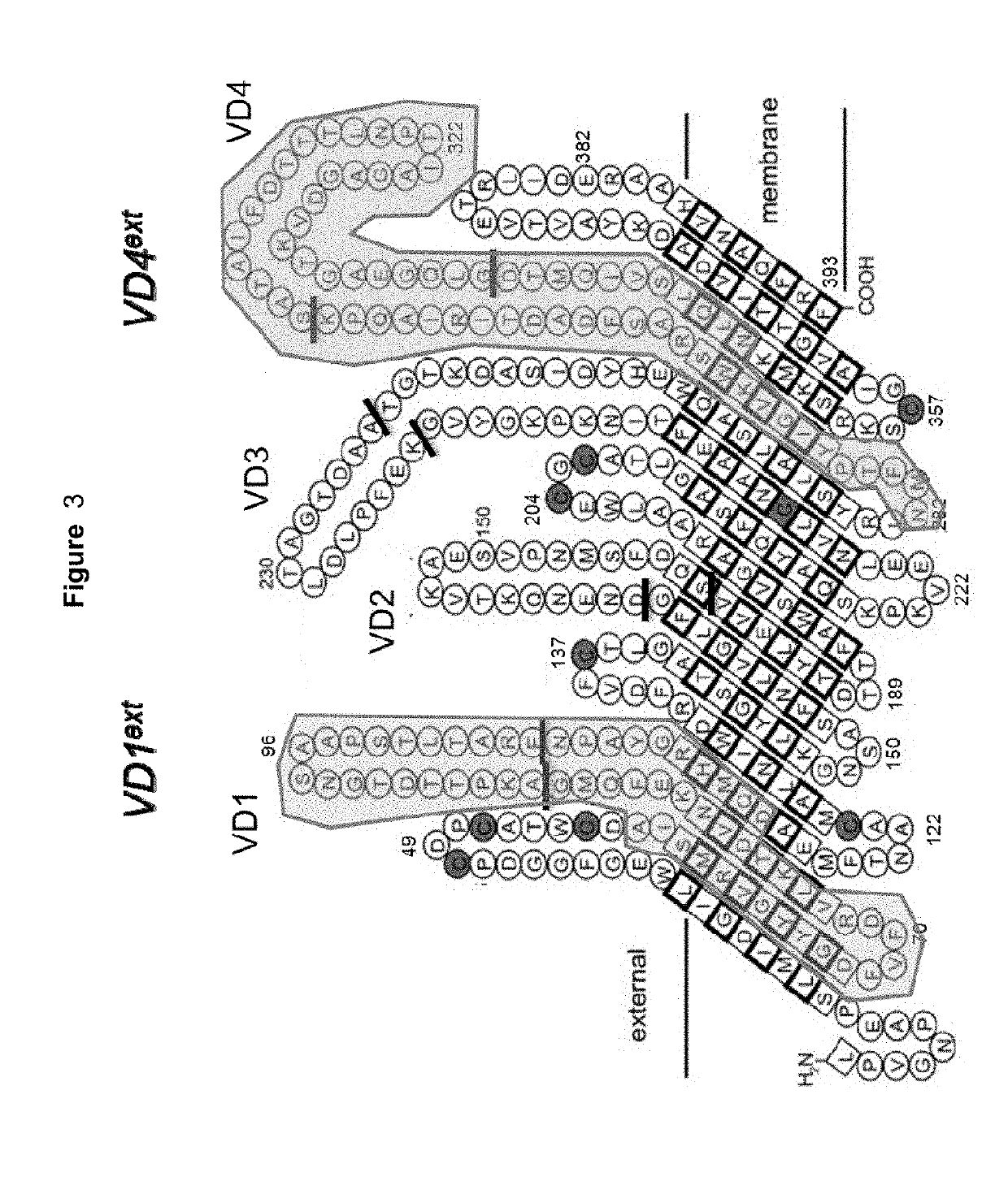 Vaccines against Chlamydia sp.