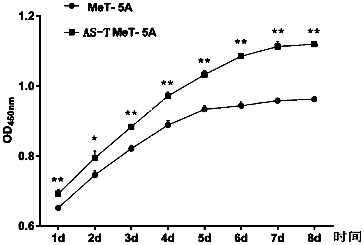 Chrysotile-induced human pleural mesothelial cell malignant transformation strain and application thereof