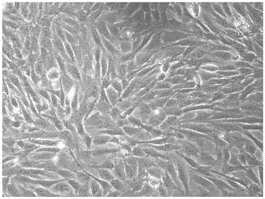 Efficient pre-treatment device for culturing human umbilical cord mesenchymal stem cells and related application thereof