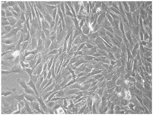 Efficient pre-treatment device for culturing human umbilical cord mesenchymal stem cells and related application thereof