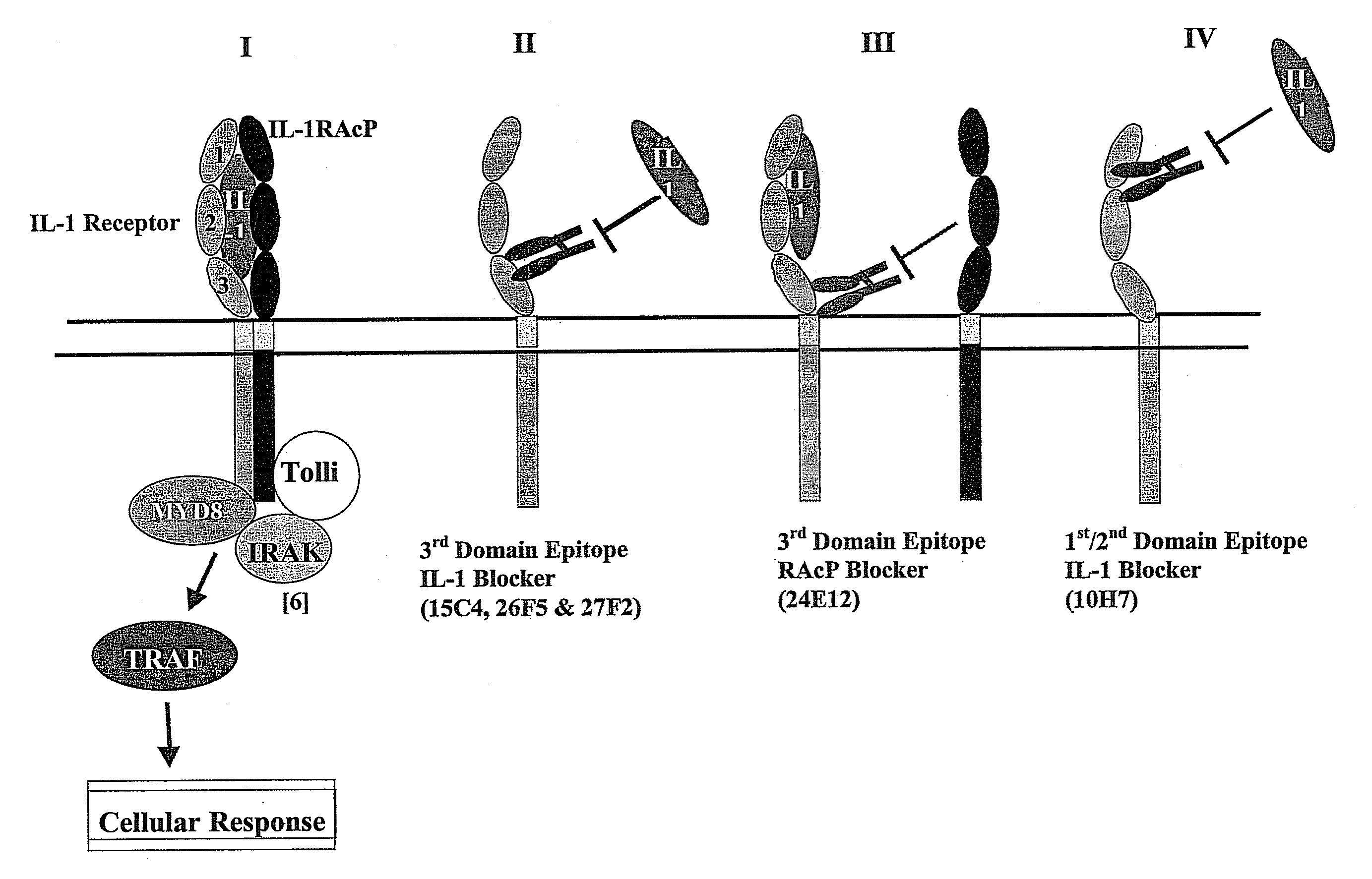 Therapeutic Human Anti-IL-1R1 Monoclonal Antibody