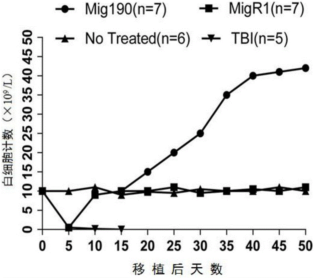 Mouse model of acute lymphoblastic leukemia and modeling method