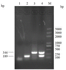 Primer pair for detecting caprine parainfluenza virus type 3 (CPIV3) and peste des petits ruminants virus (PPRV)