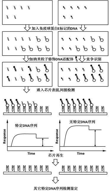 Method for identifying specific DNA sequences in germplasm resources based on surface plasma resonance technology