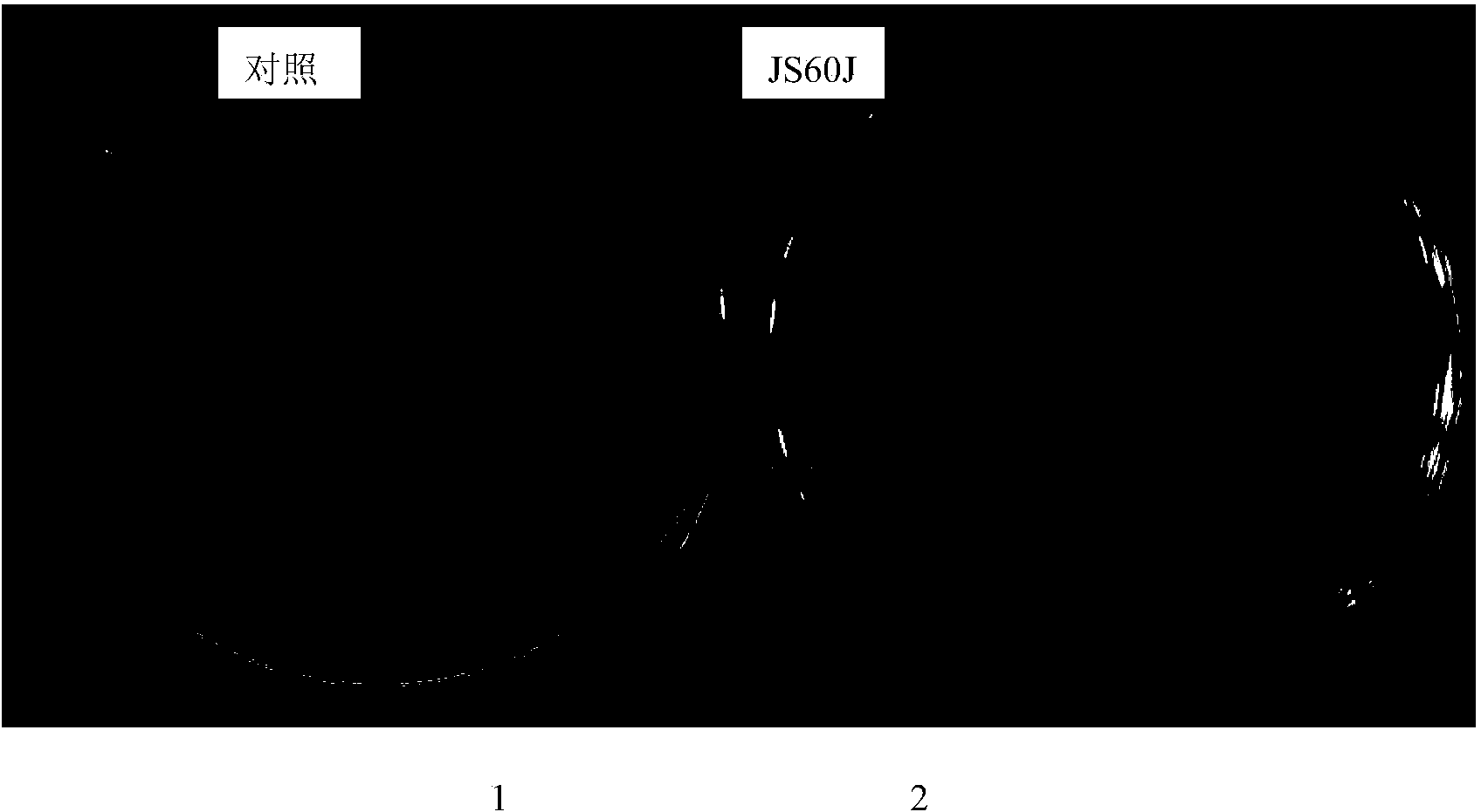 Bacillus altitudinis and application thereof to prevention and control of fusarium graminearum