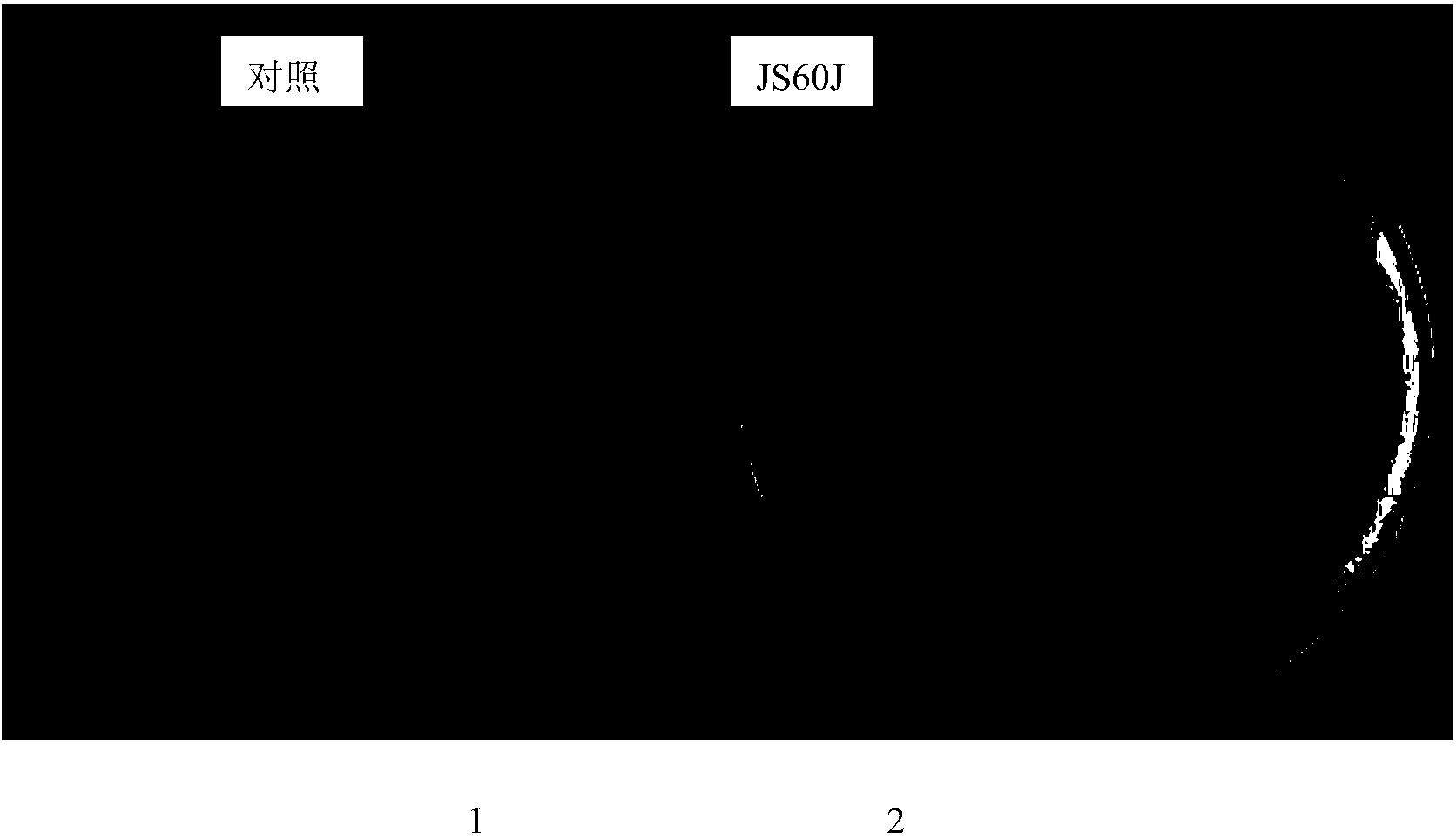 Bacillus altitudinis and application thereof to prevention and control of fusarium graminearum