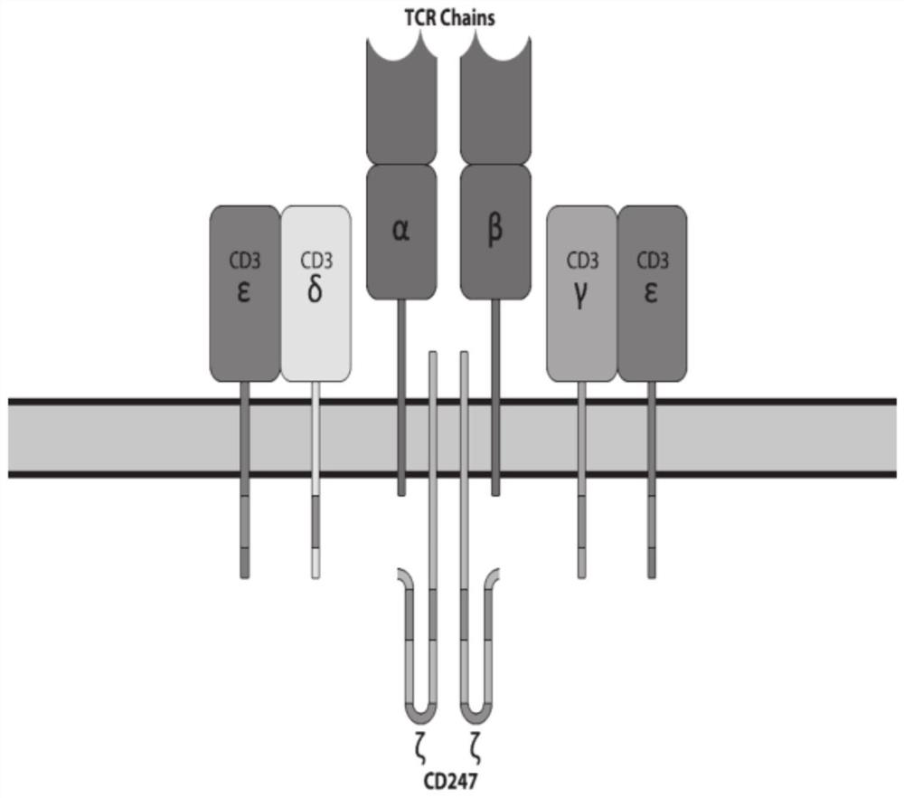 Modified T cells and uses thereof