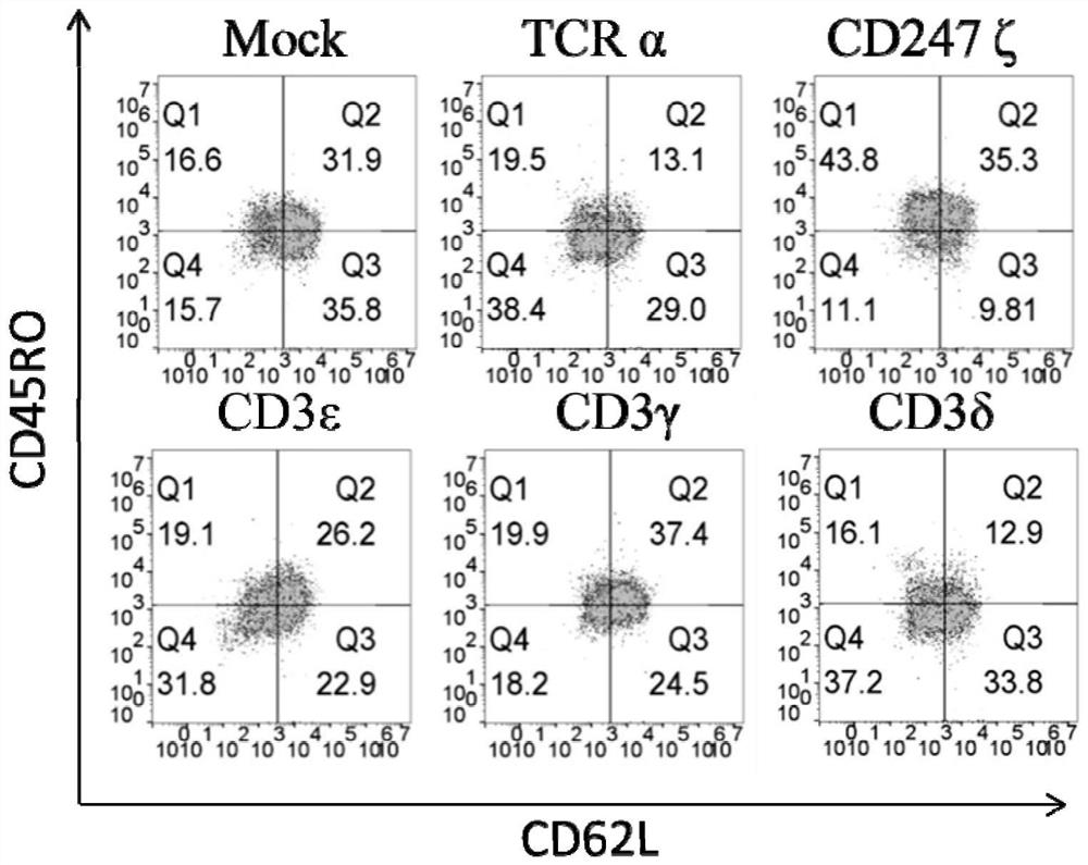 Modified T cells and uses thereof