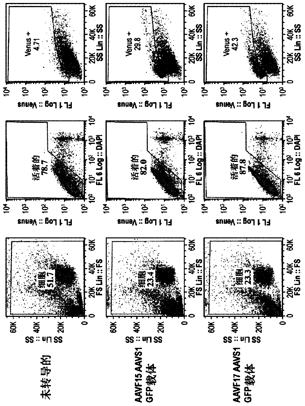 Adeno-associated virus compositions for restoring hbb gene function and methods of use thereof