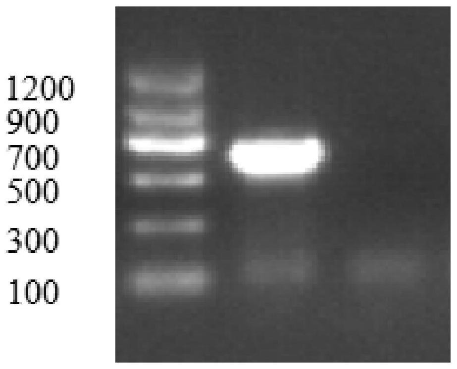 Duck adenovirus type 3 strain, duck adenovirus egg yolk antibody as well as preparation method and application of duck adenovirus type 3 strain and duck adenovirus egg yolk antibody