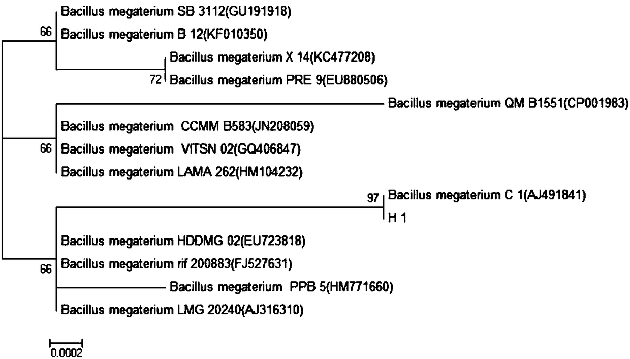 Microecological preparation and preparation method for preventing and treating rotting skin syndrome of sea cucumber