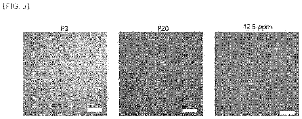 Composition for inhibiting lipofuscin accumulation or removing lipofuscin