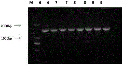 Bacillus subtilis Baisha2C for restraining plant pathogenic fungi