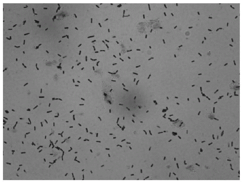 Bacillus subtilis Baisha2C for restraining plant pathogenic fungi