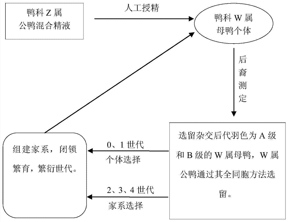 A kind of female parent breeding method of white feather intergeneric hybrid duck