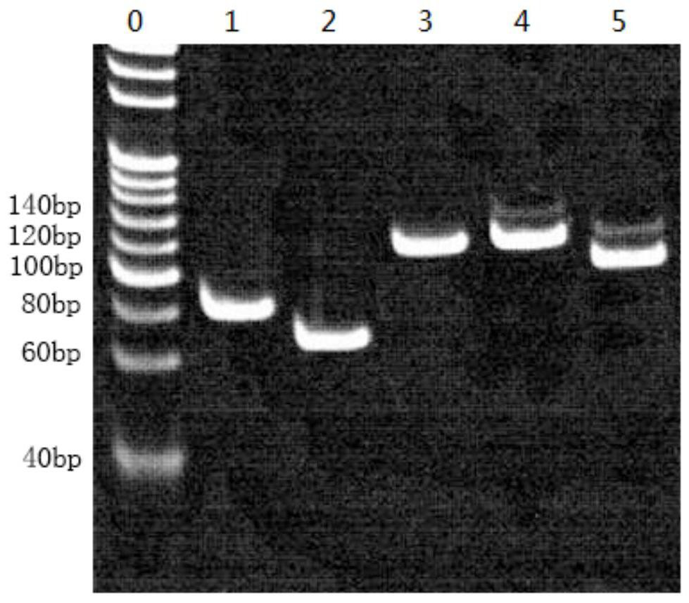 A method for building a library and a method for SNP typing