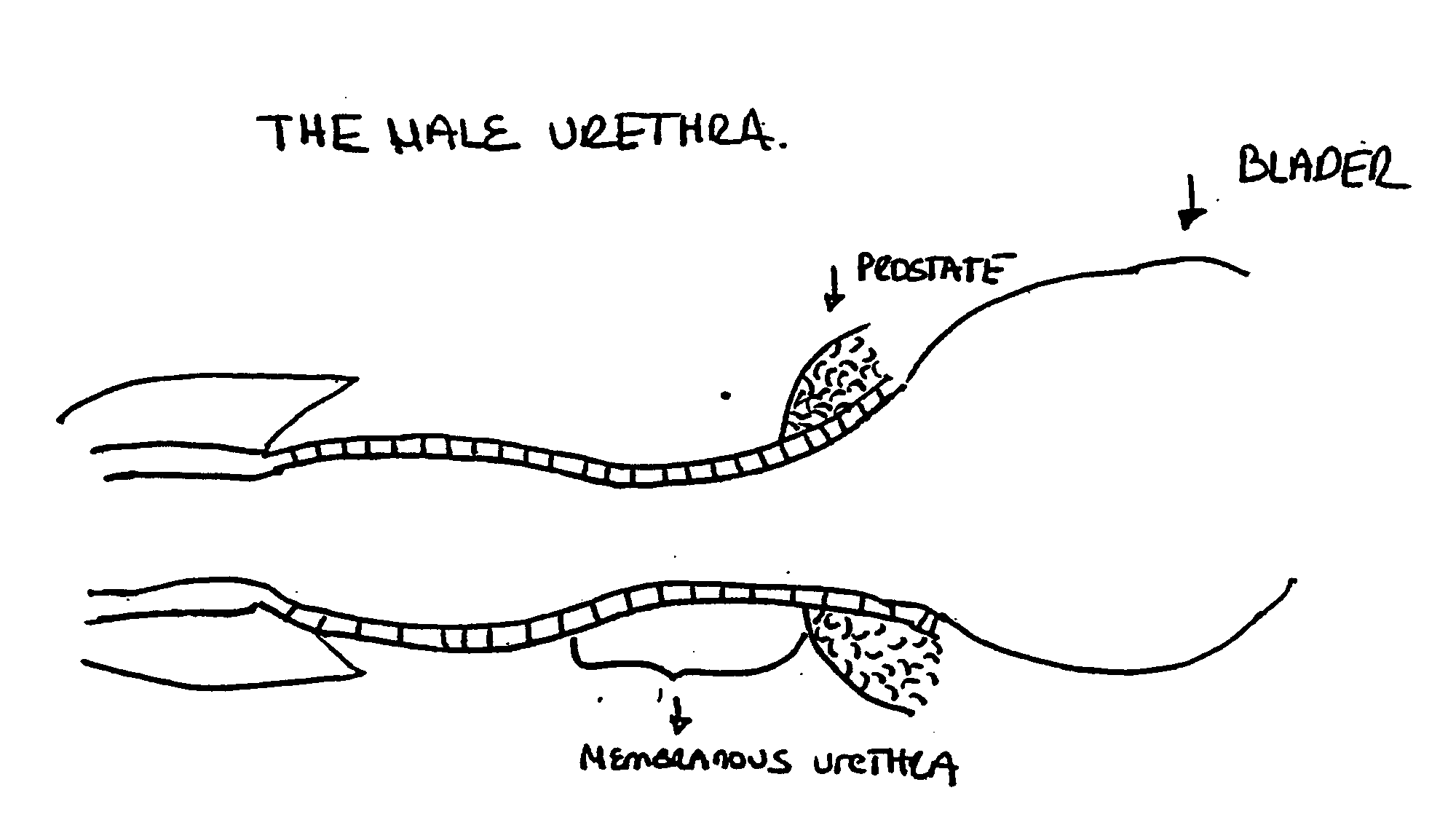 Hair undifferentiated cells