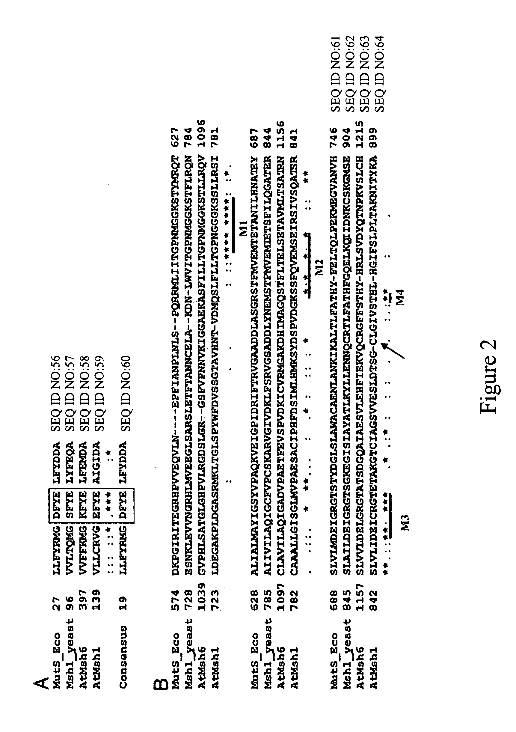 Implementation of a mitochondrial mutator