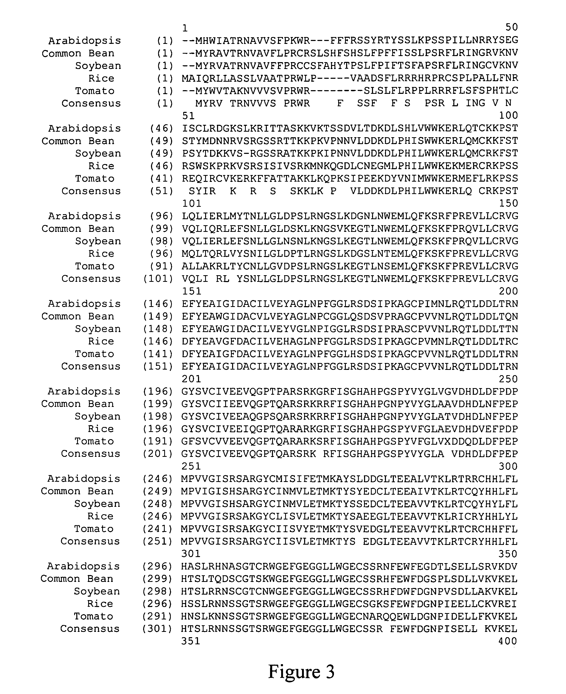 Implementation of a mitochondrial mutator