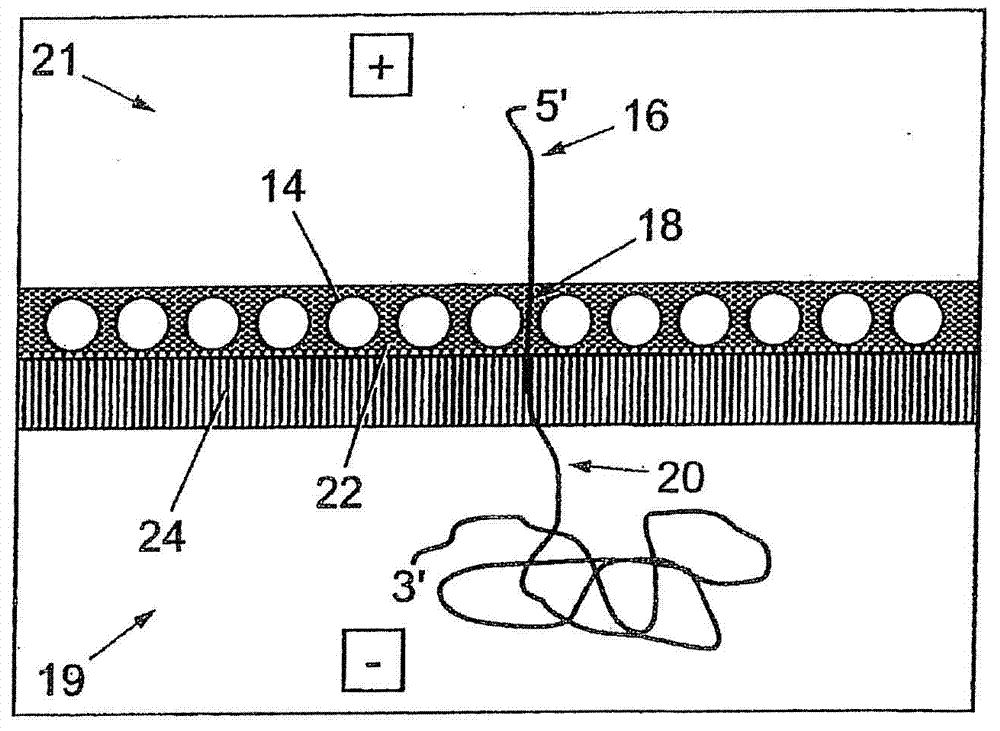 Apparatus and method for investigating molecule