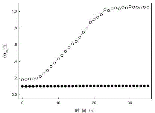 High-efficiency Atrazine degrading bacteria and application and screening method thereof