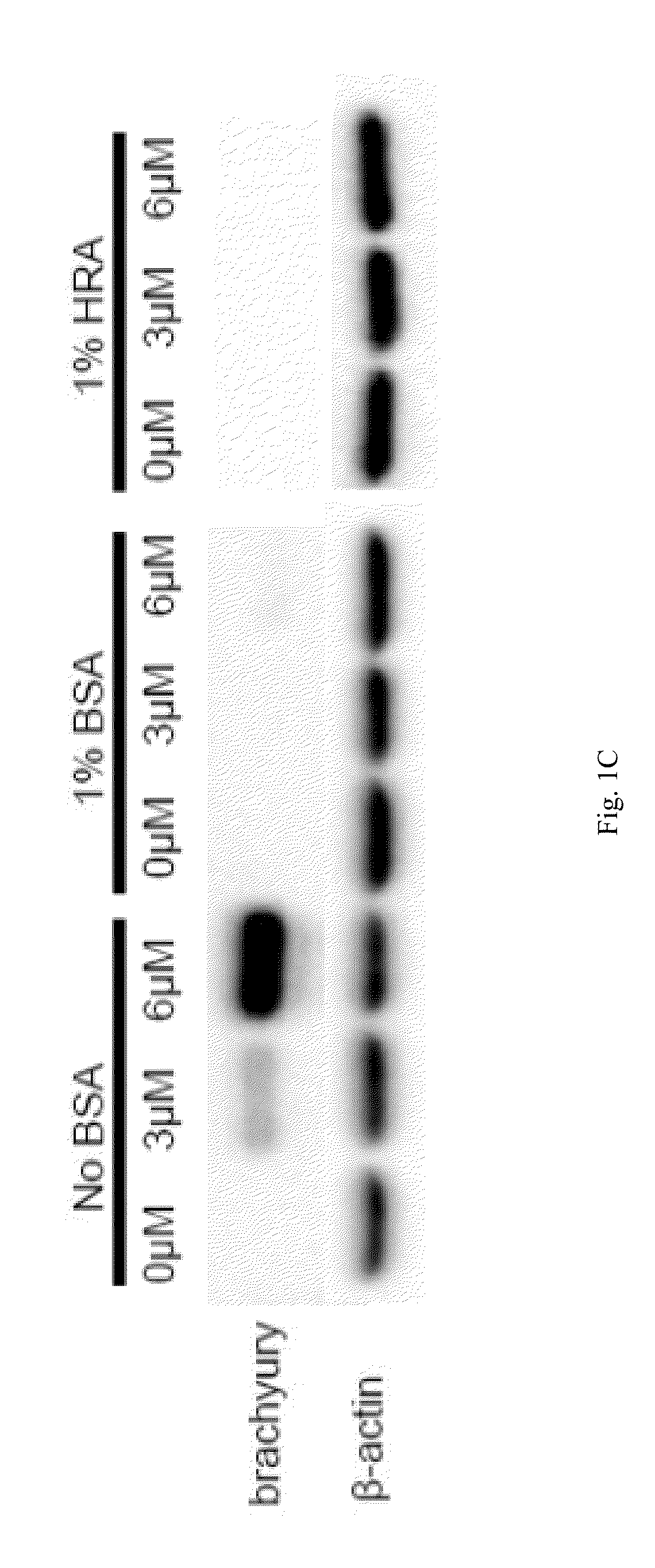 Chemically defined albumin-free conditions for cardiomyocyte differentiation of human pluripotent stem cells