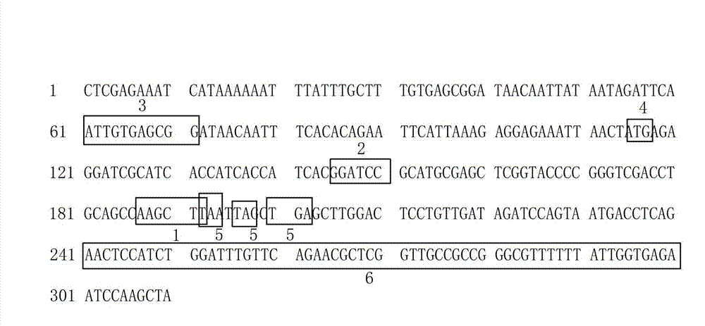 Method for screening snake venom nerve growth factor (vNGF) active polypeptides