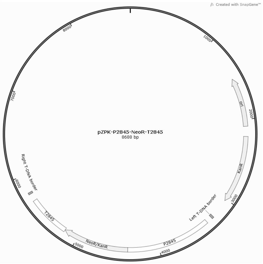 Method for transforming schizochytrium limacinum by agrobacterium and application