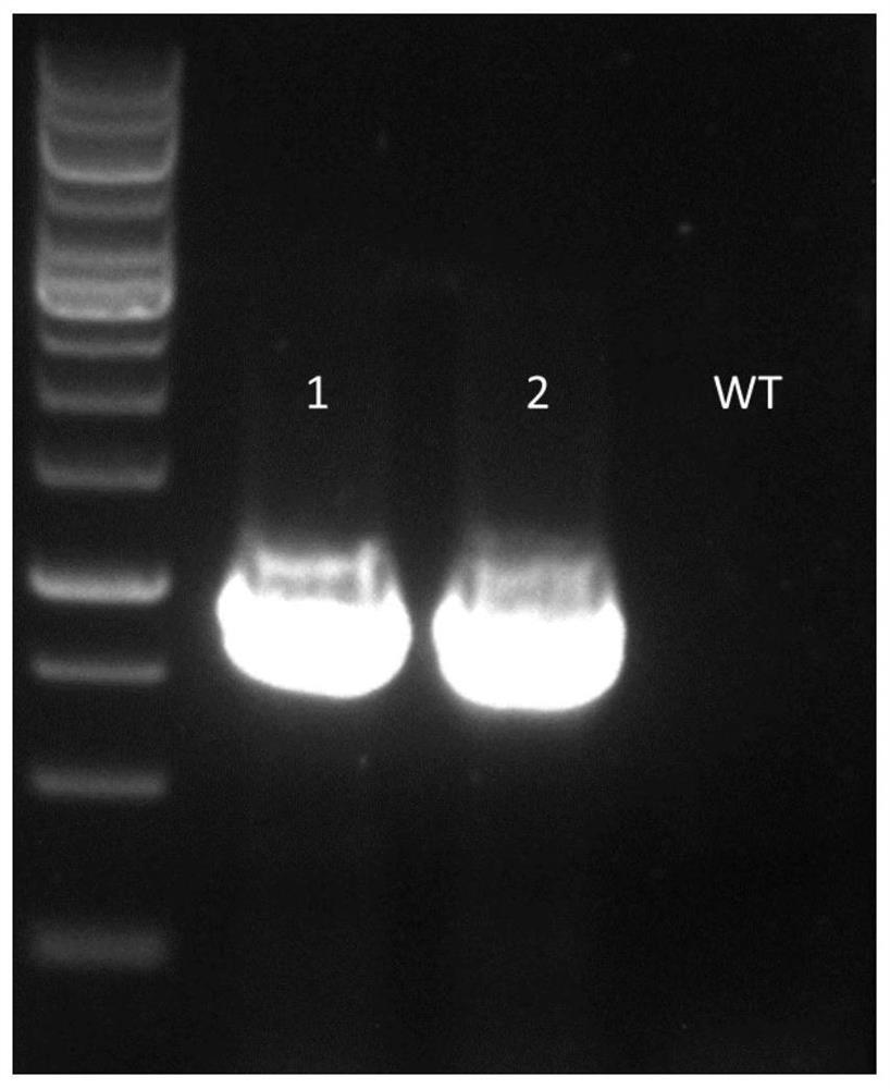 Method for transforming schizochytrium limacinum by agrobacterium and application