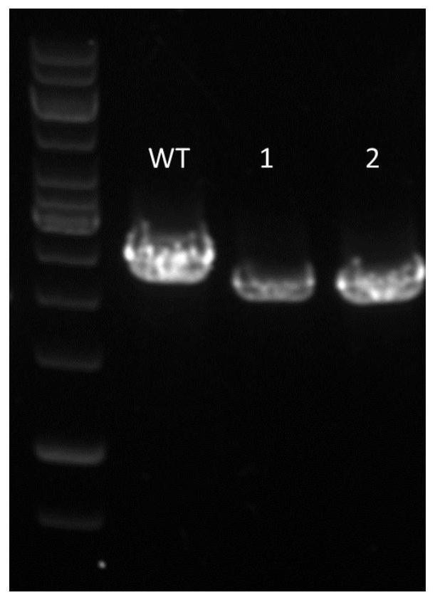 Method for transforming schizochytrium limacinum by agrobacterium and application