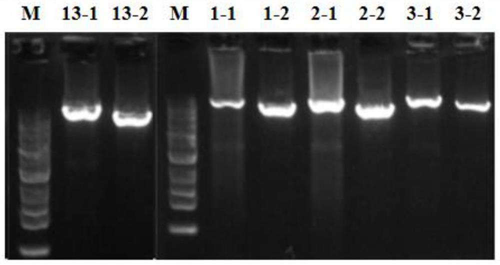 Sports muscle injury related mitochondrial detection site, detection method and application