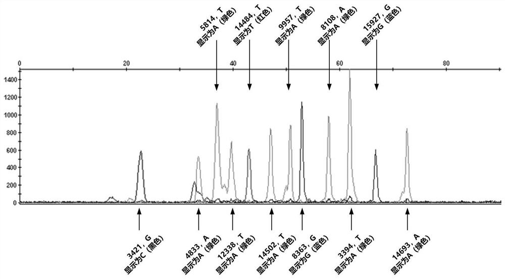 Sports muscle injury related mitochondrial detection site, detection method and application