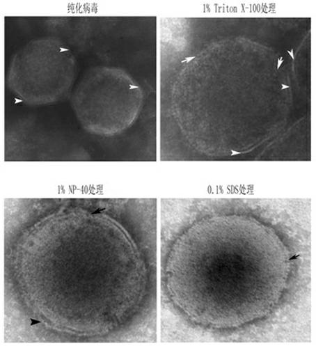 Extraction method for envelope protein of grouper iridovirus