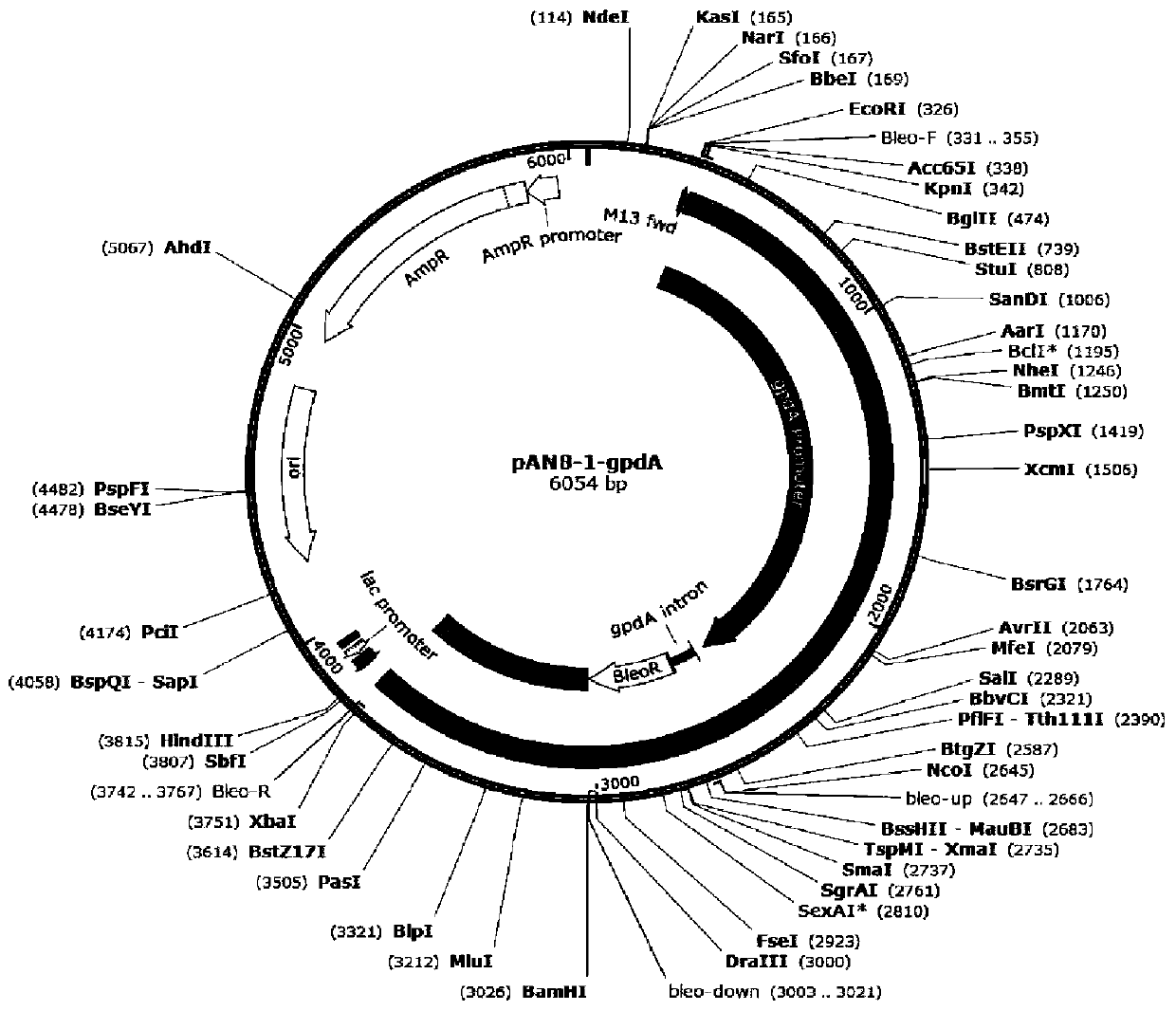 Recombinant penicillium chrysogenum gene engineering strain and construction method and application thereof