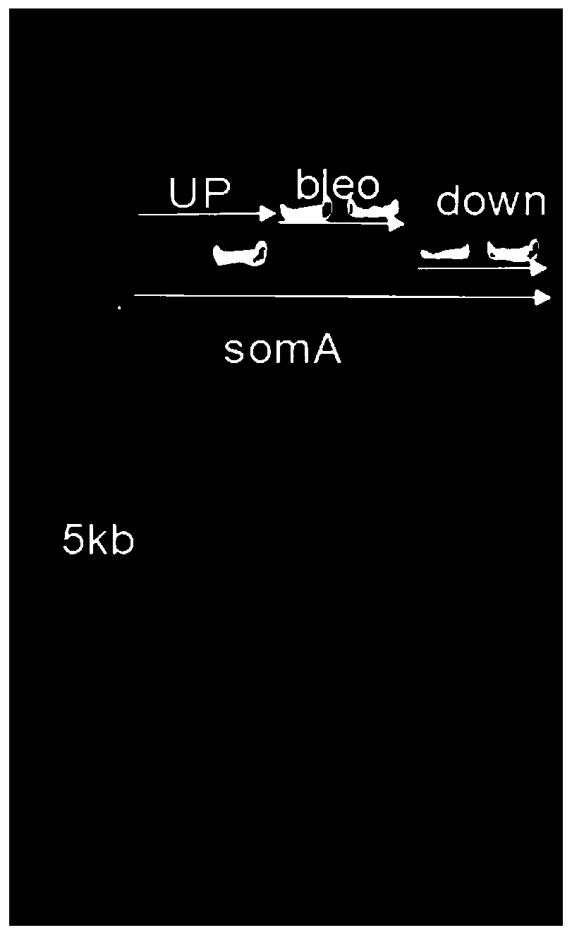 Recombinant penicillium chrysogenum gene engineering strain and construction method and application thereof