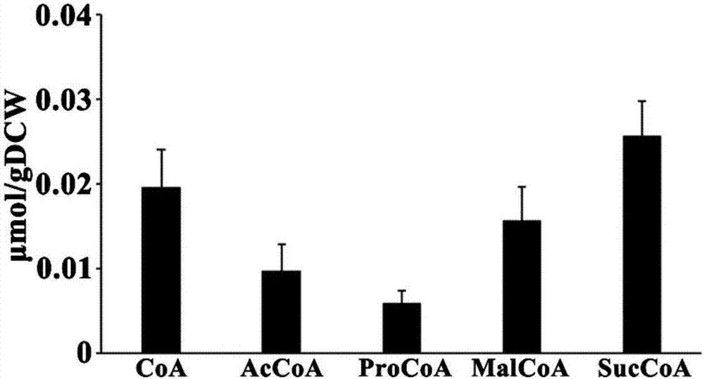 Method for extracting intracellular coenzymes A and organic acids from saccharopolyspora erythraea