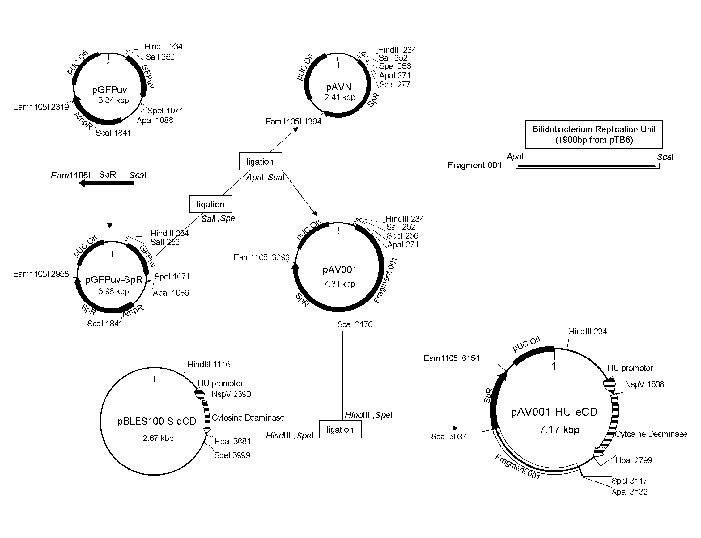 5-fluorouracil-resistant bacteria and method for production thereof