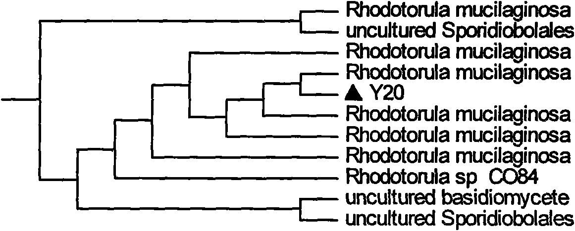 Rhodotorula mucilaginosa, application thereof in preventing and curing postharvest disease of fruit and use method thereof