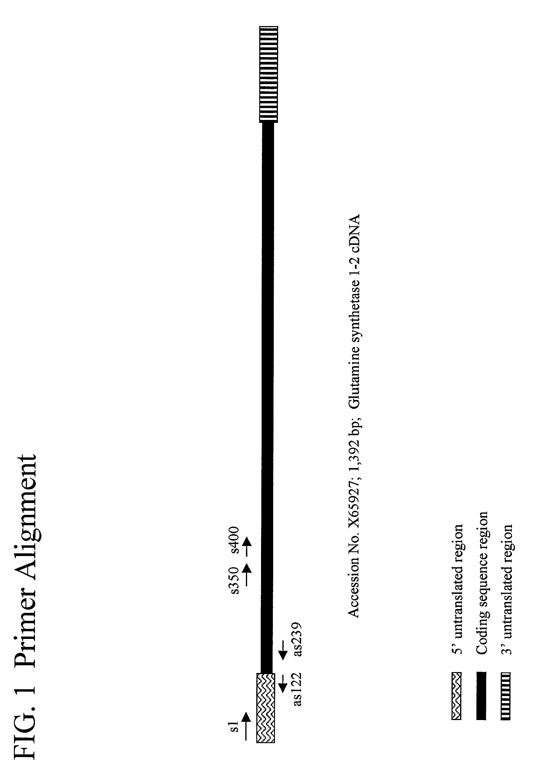 Maize cytoplasmic glutamine synthetase promoter compositions and methods for use thereof